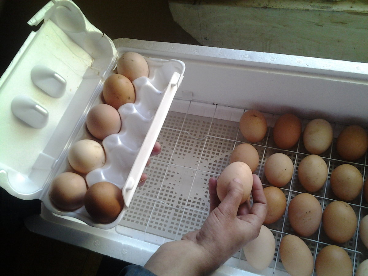 Инкубация яиц – 5 правил успешной инкубации