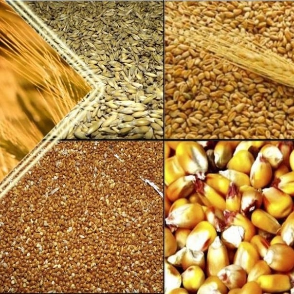 Зачем в состав зерносмеси для несушек добавляют подсолнечное масло?