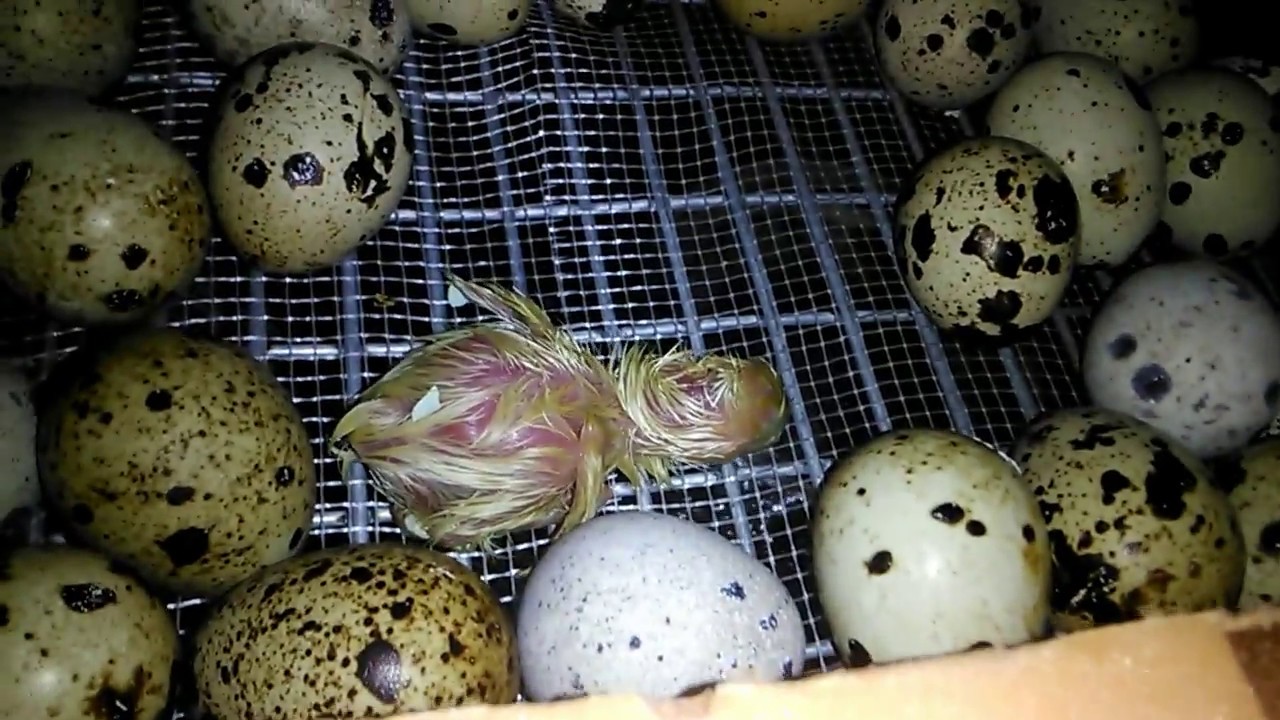 Инкубация перепелиных яиц в домашних условиях