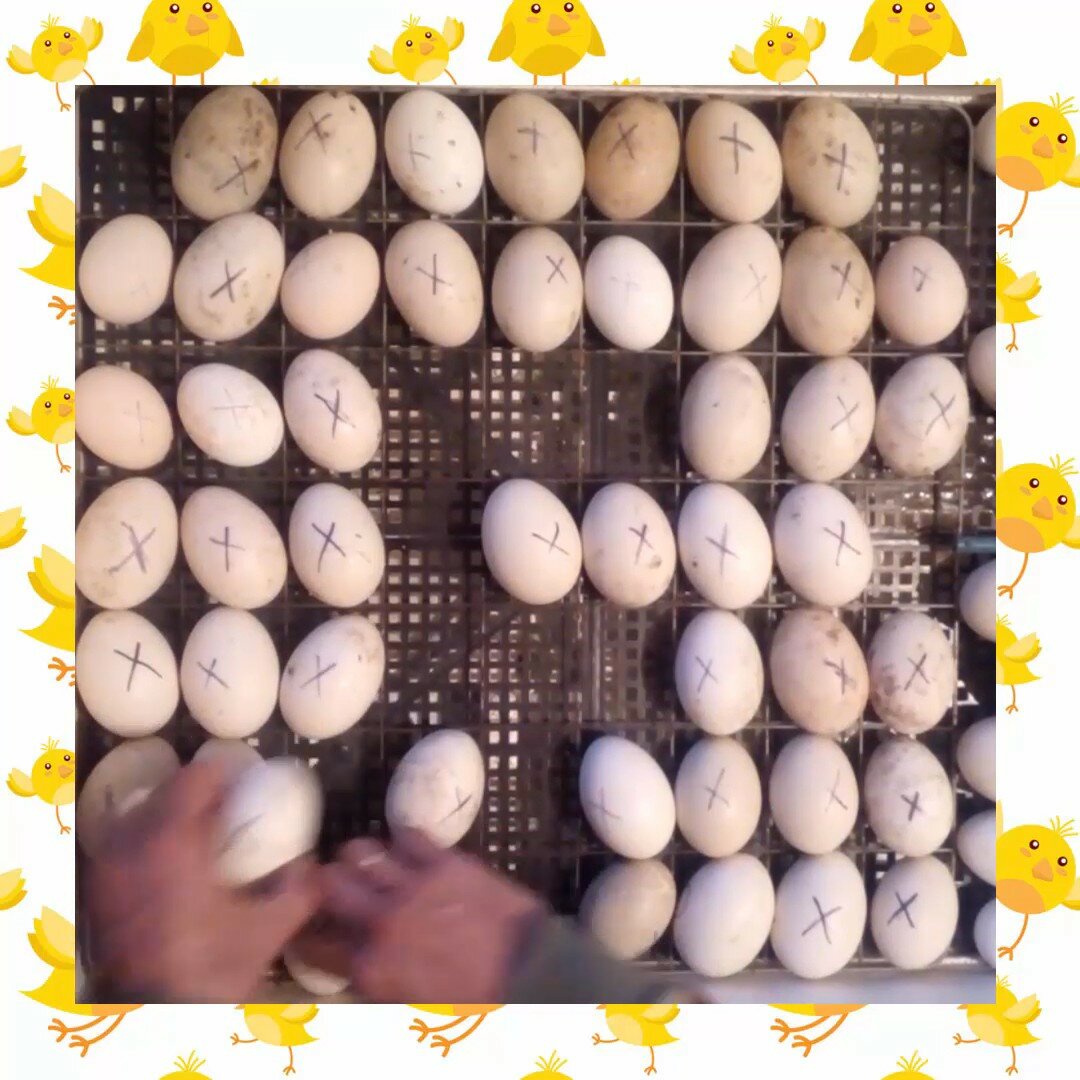 Искусственная инкубация яиц индеек