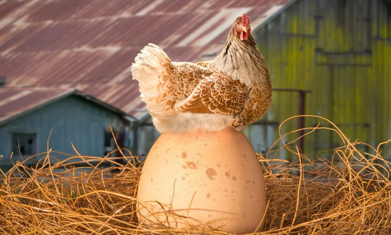 Почему куры поют песню, когда снесут яйцо?