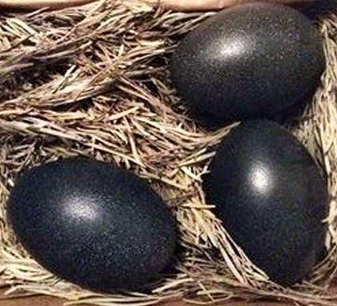 Какие куры несут черные яйца? Порода, особенности содержания, кормления и ухода