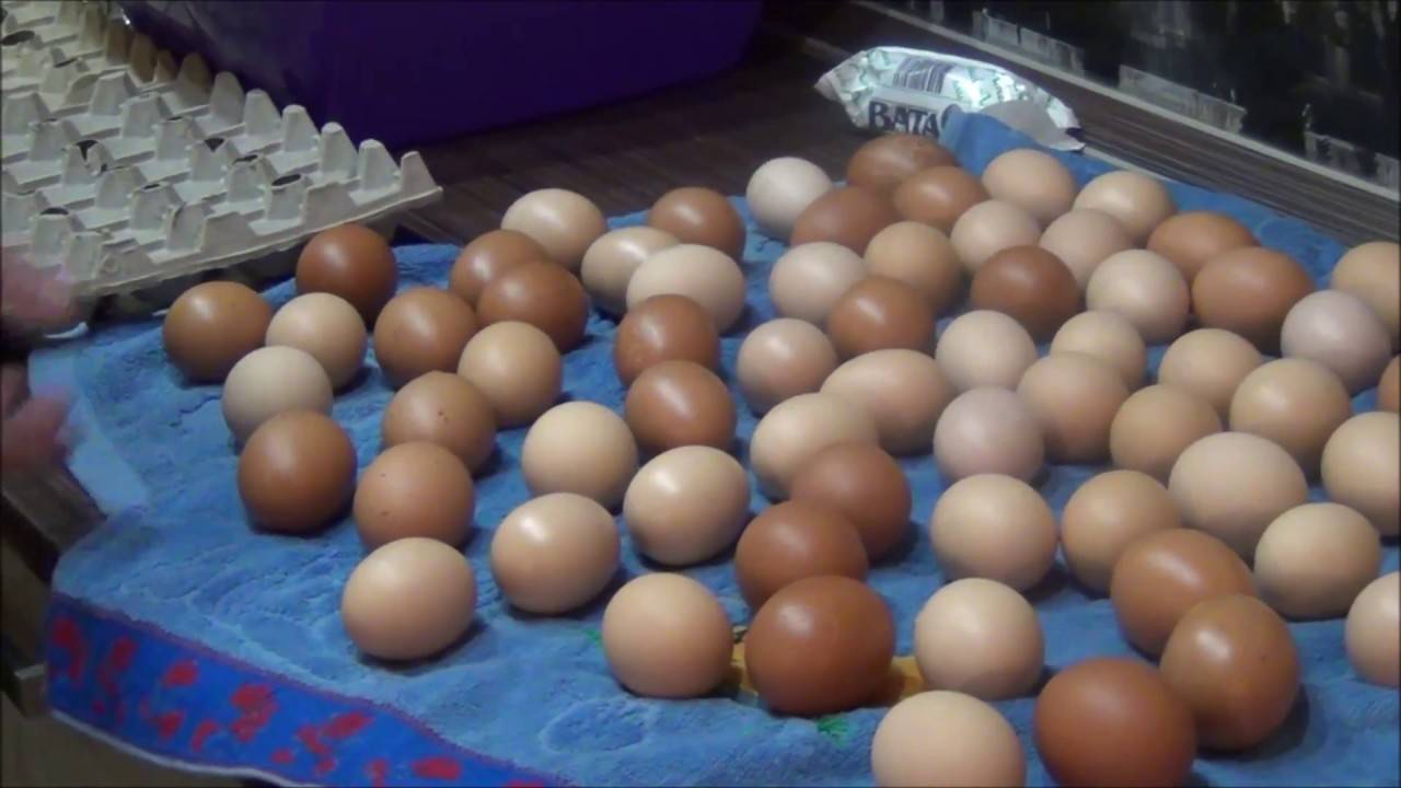 Мыть инкубационные яйца или нет? Как правильно дезинфицировать?