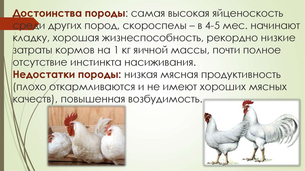 Московская черная - мясо-яичная порода кур. Характеристики, описание, особенности разведения и выращивания, инкубация