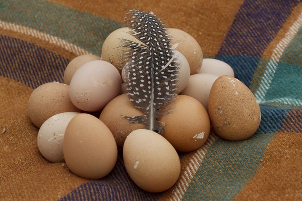 Яйца цесарки – польза и вред, отличие от куриных и яиц других домашних птиц