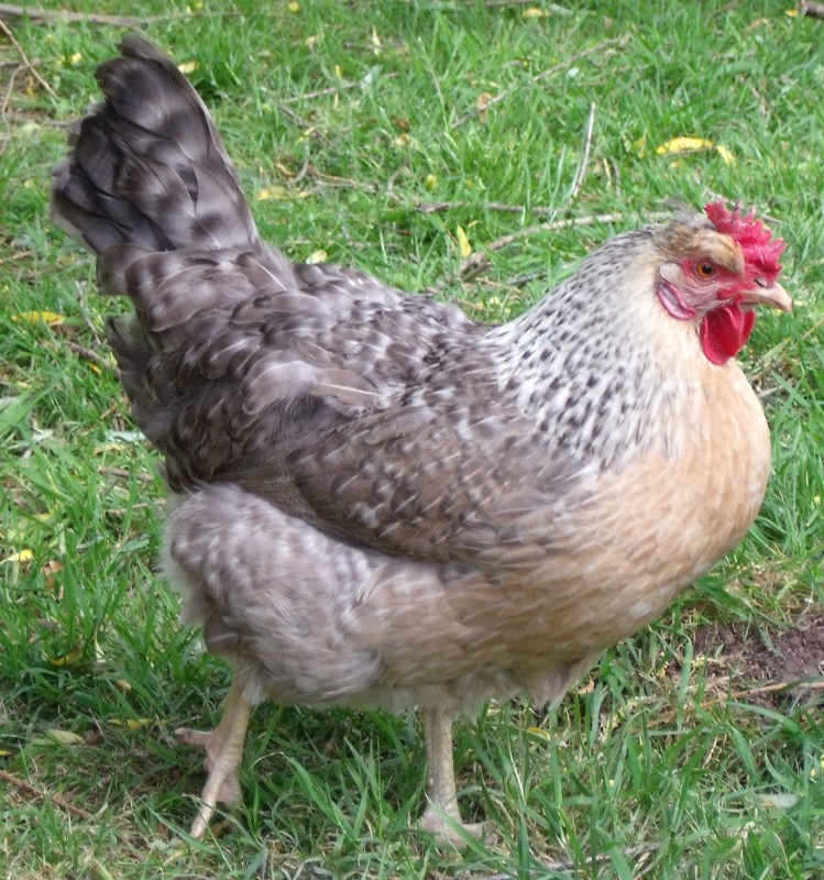 Легбар порода кур – описание, фото и видео