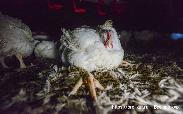 Причины расклева у цыплят белых пород кур