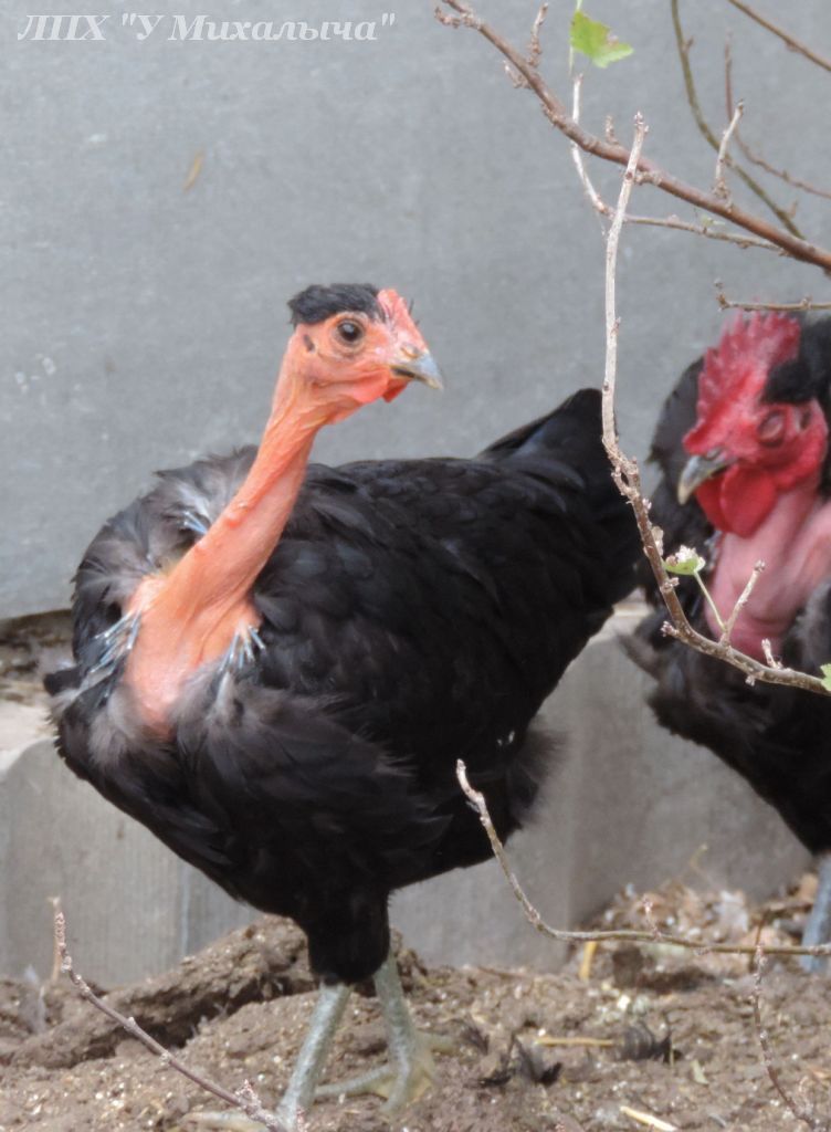 Трансильванская порода кур голошейная – описание, фото и видео