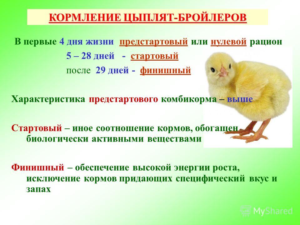 Советы по уходу за суточными цыплятами