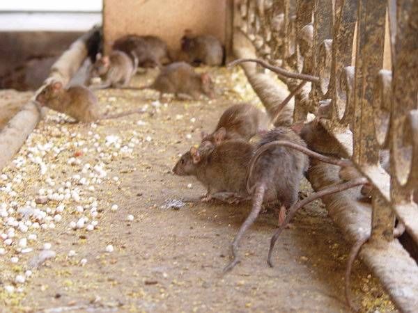Крысы в курятнике мифы и правда