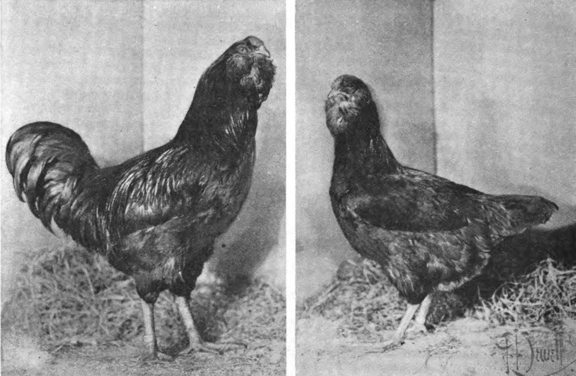 Янзе порода кур – описание с фото и видео