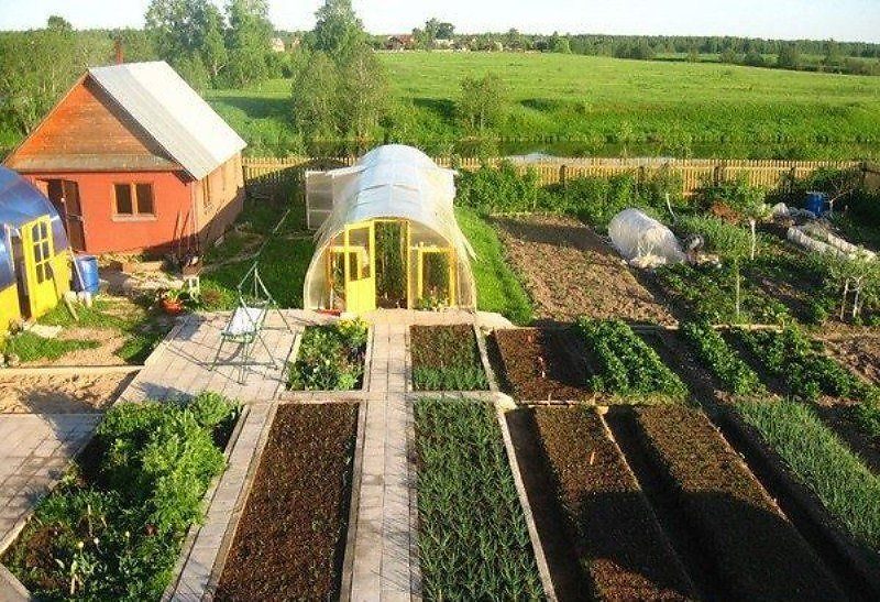 3 способа совместить кур и огород на дачном участке