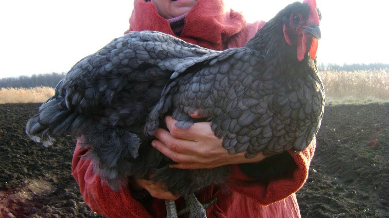Джерсийская порода кур гигант – описание, фото и видео