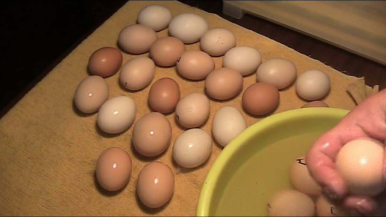 Нужно ли мыть куриные яйца перед закладкой их в инкубатор