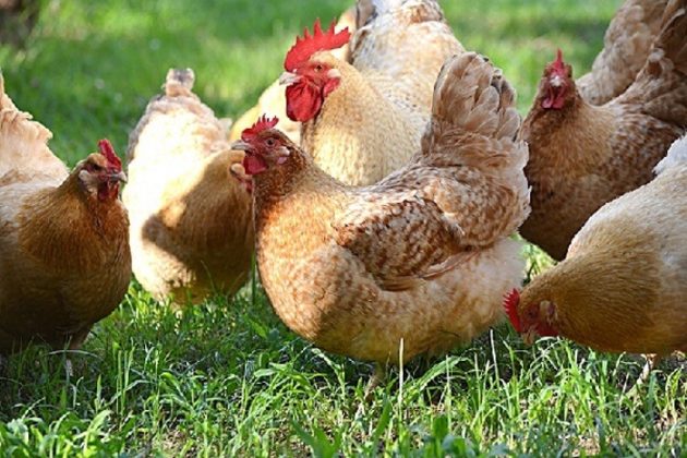 Зеленоножка - яичная порода кур. Описание, характеристики, содержание, кормление, инкубация