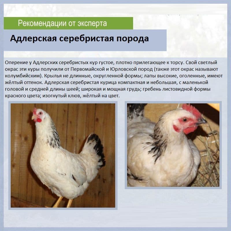 Любимая порода кур отечественных птицеводов – Адлерская серебристая