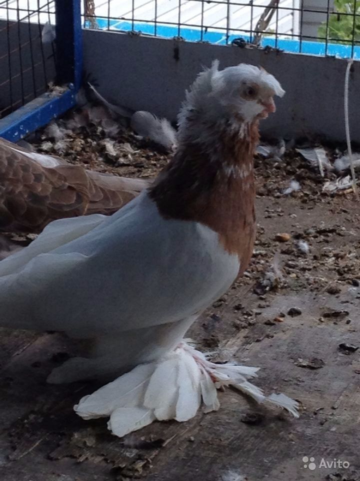 Узбекская бойная порода голубей – характеристики, условия содержания