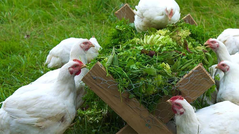 Трава мокрица в кормлении цыплят и кур