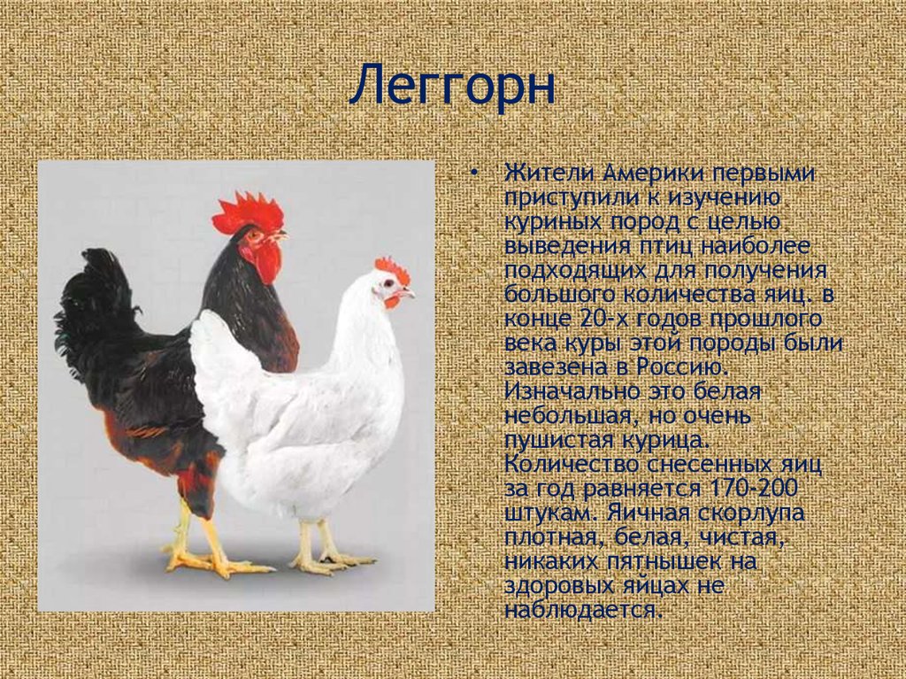 Русская белая - яичная порода кур. Характеристики, разведение, кормление и правила инкубации