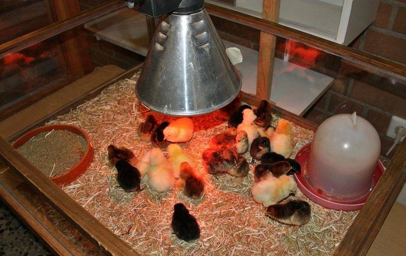 Применение инфракрасной лампы для цыплят