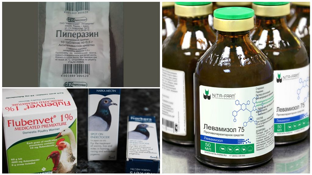 Иммунобак для птиц – показания к применению препарата, дозировка, длительность приема