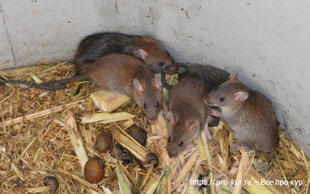 Крысы в птичнике и как избавиться