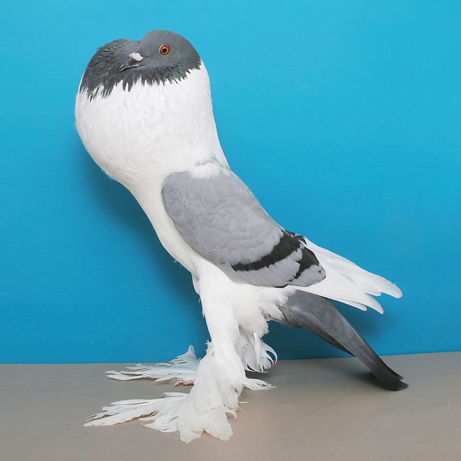 Порода мелитопольских голубей – характеристики и условия содержания