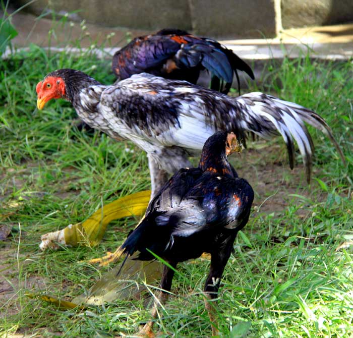 Малайская бойцовая порода кур. Характеристики, описание, содержание, кормление и инкубация