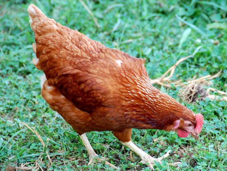 Пита Пинта Астуриана - мясо-яичная порода кур. Описание, содержание, выращивание, кормление и инкубация