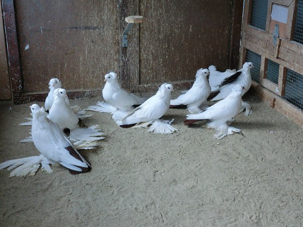 Краснодарская порода голубей: характеристики, особенности содержания