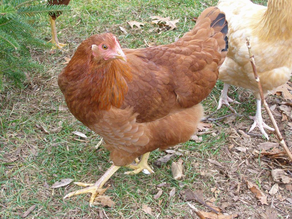 Нью Гемпшир порода кур – описание, фото и видео