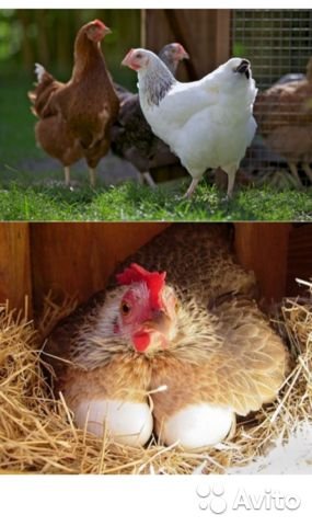 Алхон - яичная порода кур. Описание, характеристика, выращивание и уход, кормление