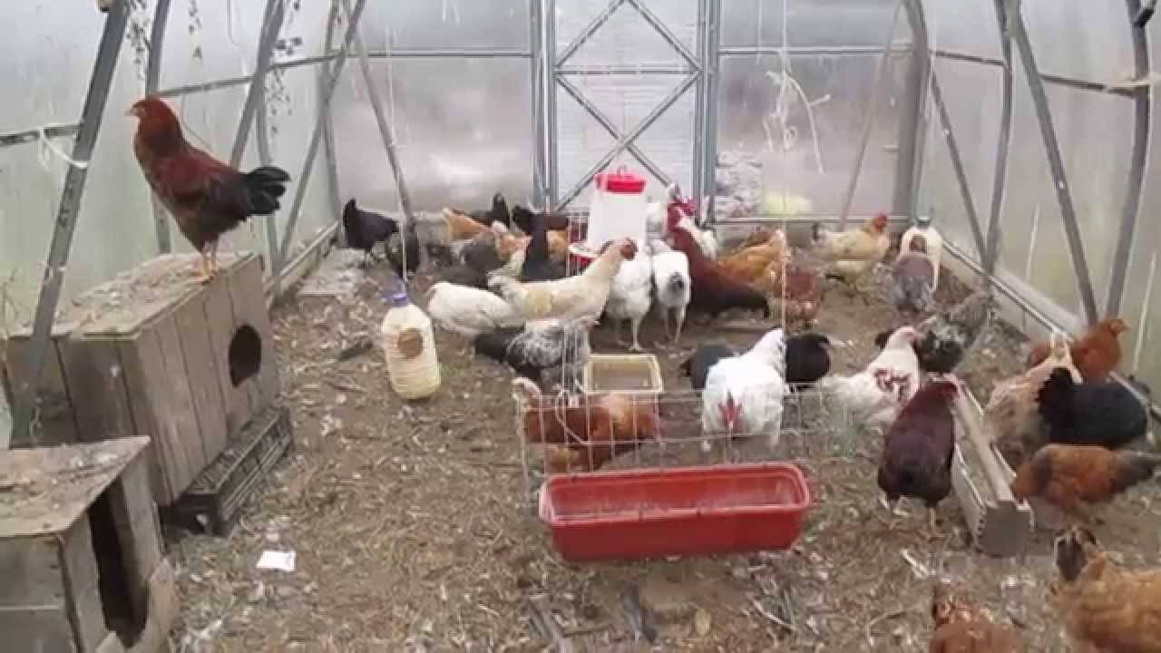 Секреты выгодного выращивания кур: выбор несушек на зимовку, нюансы зимнего кормления