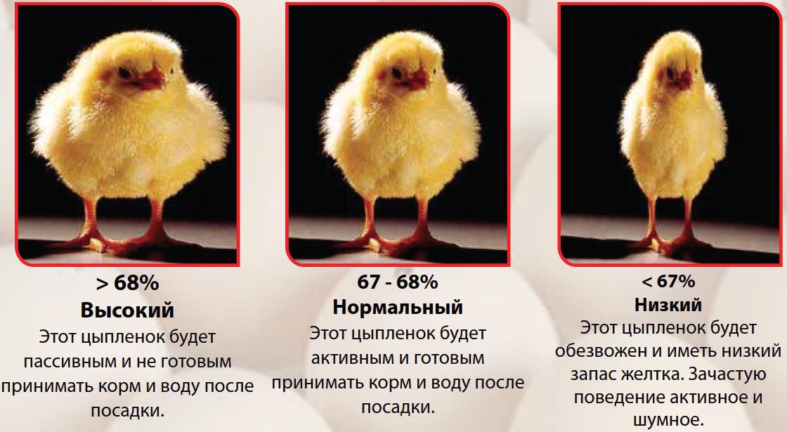 Почему цыплята не растут и не набирают вес: что делать и как лечить? Причины и меры профилактики