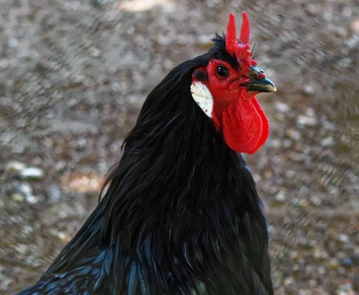 Ла Флеш порода кур – описание, фото и видео