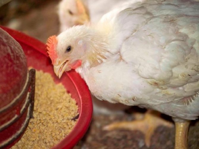 Можно ли цыплятам и курам давать сыворотку от творога?