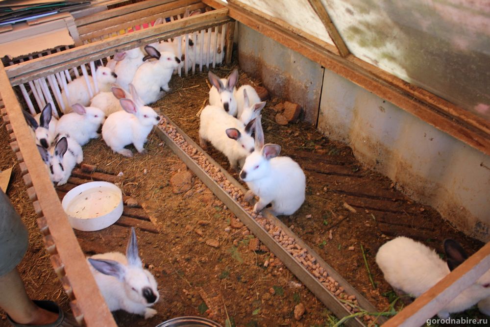 Можно ли содержать кур и кроликов вместе в одном помещении? Трудности и подготовка помещения