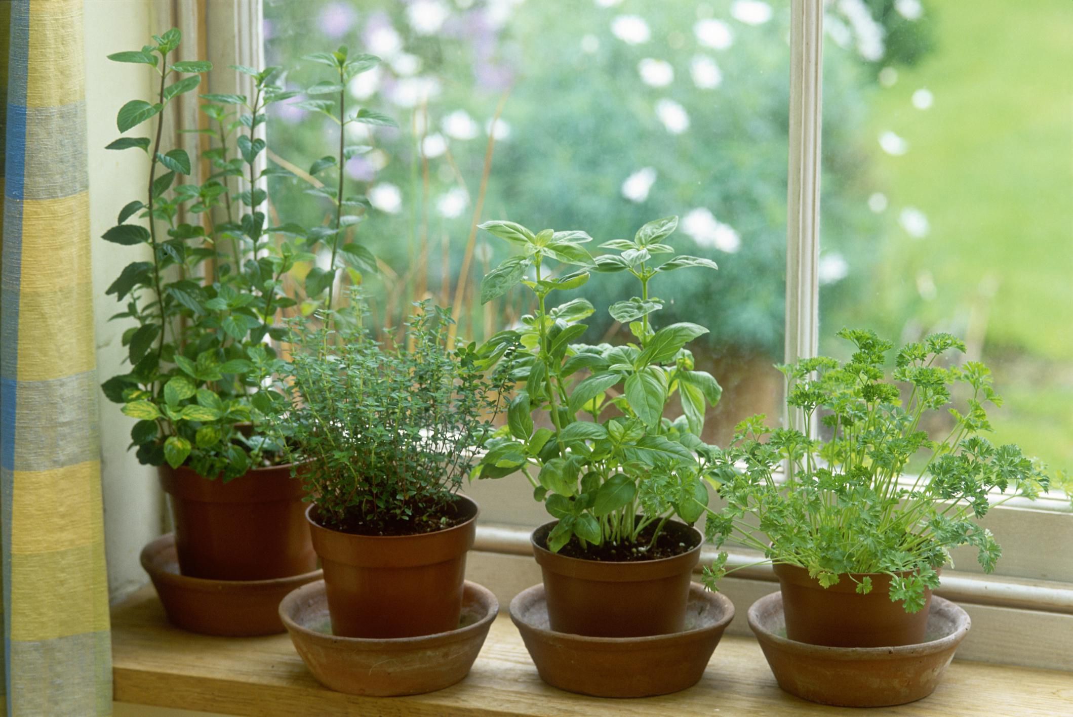 Как вырастить 5 полезных растений на подоконнике