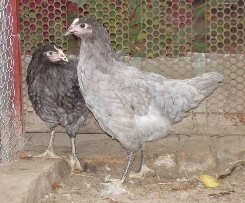 Калифорнийская серая порода кур – описание, фото и видео