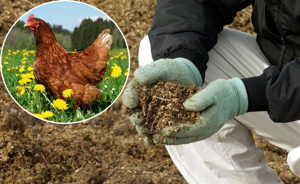 Как использовать куриный помет для удобрения?