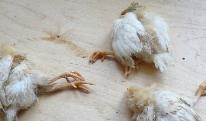 Курица не ест и сидит вялая: что делать и в чем может быть причина?