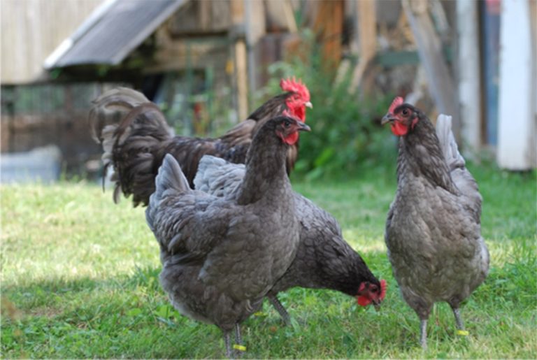 Джерсийский гигант - мясная порода кур. Описание, характеристики, правила выращивания и кормления, яйценоскость