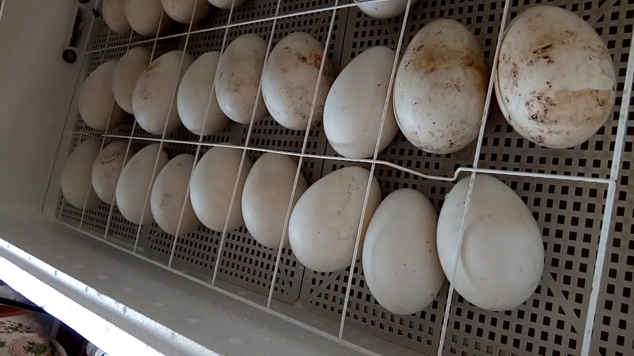 Как вырастить цыпленка из яйца магазинного и возможно ли это?