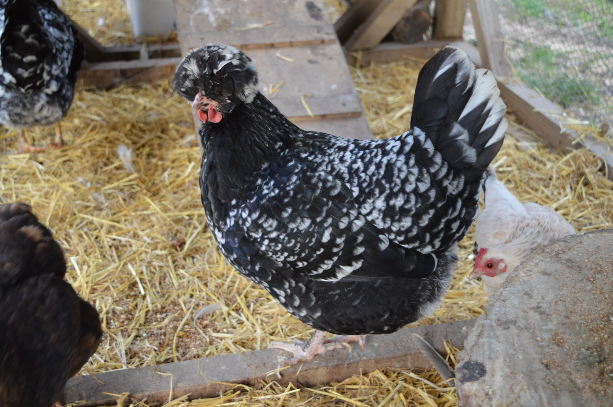 Чешский доминант - яичная порода кур. Характеристики, особенности разведения и кормления кросса, инкубация