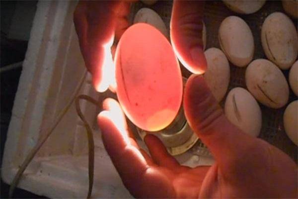 Инкубация яиц в домашних условиях