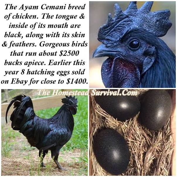 Черные куры Аям Цемани – уникальная порода родом из джунглей