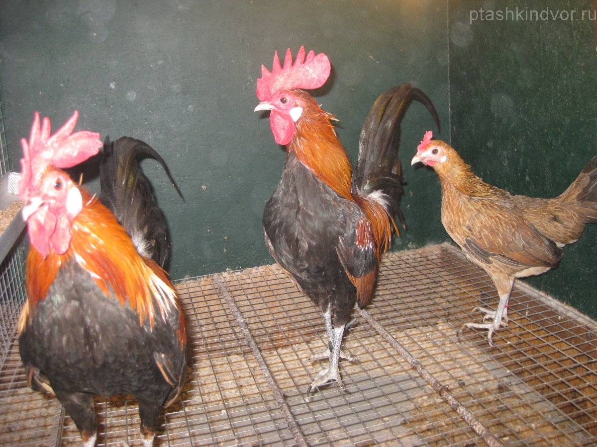 Итальянская порода кур – описание, фото и видео