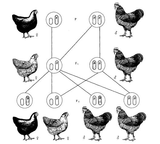 Правильный отбор поголовья кур для выведения цыплят