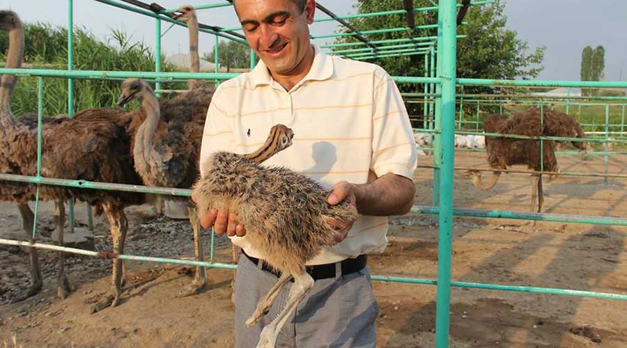 Африканские страусы – как разводить на фермах в российских условиях