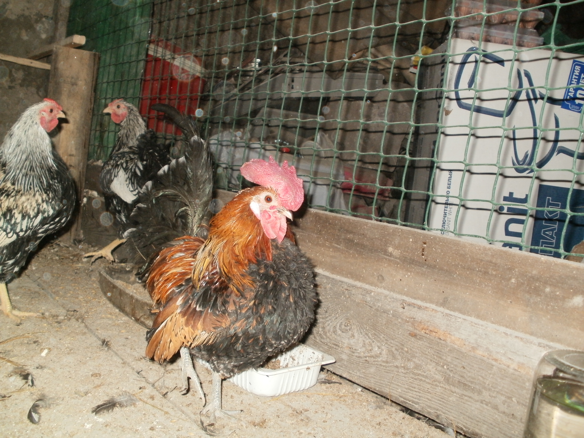 Первомайская порода кур – описание, фото и видео